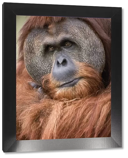 Orang-utan - close up of male