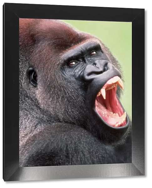 Lowland Gorilla - close-up, threatening display