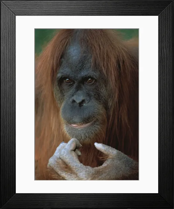 Framed Print : Orang-utan - Female close-up of face Framed Print : Orang-utan - Female close-up of face