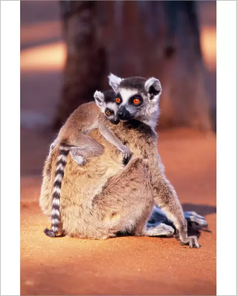 Ring-tailed Lemur - endemic Berenty, Madagascar