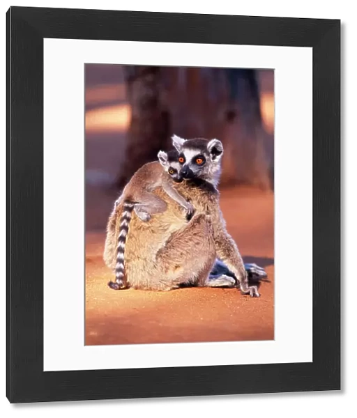 Ring-tailed Lemur - endemic Berenty, Madagascar