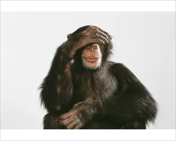 Chimpanzee - hand over eyes See No Evil