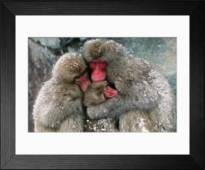 Framed Print : JAPANESE MACAQUE - x three huddling together in snow Framed Print : JAPANESE MACAQUE - x three huddling together in snow