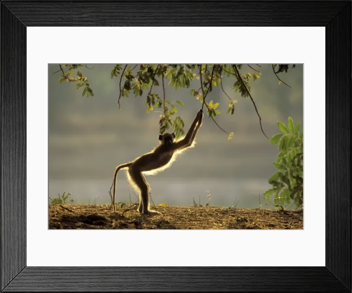 Framed Print : Yellow Baboon - playful in the morning; South Luangwa National Park, Zambia, Africa. yellow baboon 18. tif Framed Print : Yellow Baboon - playful in the morning; South Luangwa National Park, Zambia, Africa. yellow baboon 18. tif