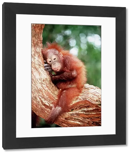 Orang-utan - young resting on tree. Borneo