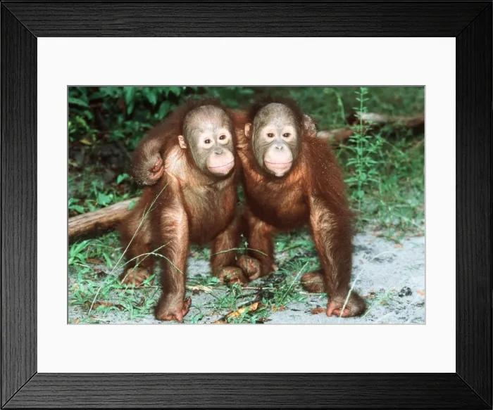 Framed Print : Orang-utan - x two youngsters cuddling Framed Print : Orang-utan - x two youngsters cuddling