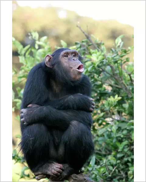 Chimpanzee - calling. Chimfunshi Chimp Reserve - Zambia - Africa