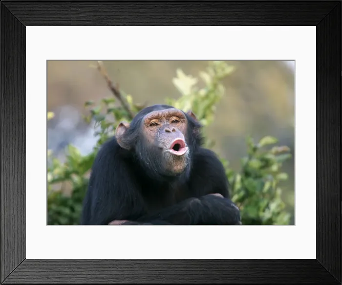 Framed Print : Chimpanzee. Chimfunshi Chimp Reserve. Zambia Framed Print : Chimpanzee. Chimfunshi Chimp Reserve. Zambia