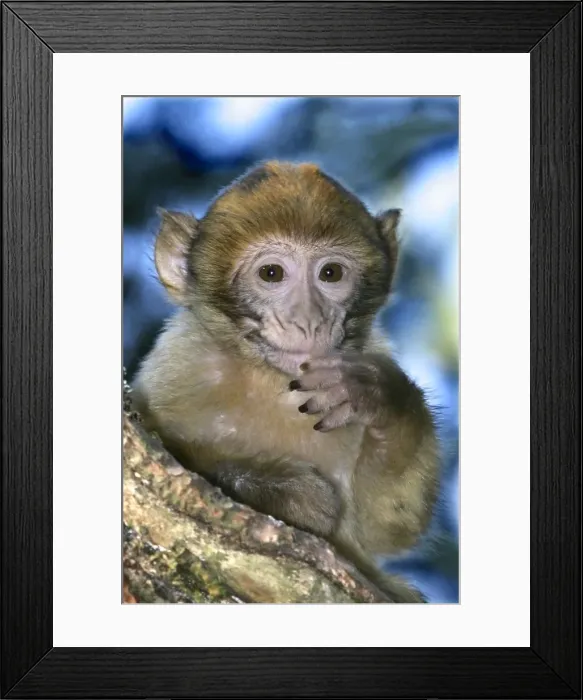 Framed Print : Barbary macaque / ape or rock ape - young. Monkey Mountain, Kientzheim. Alsace. France. Distribution: Algeria, Morocco, Tunisia and Gibraltar Framed Print : Barbary macaque / ape or rock ape - young. Monkey Mountain, Kientzheim. Alsace. France. Distribution: Algeria, Morocco, Tunisia and Gibraltar