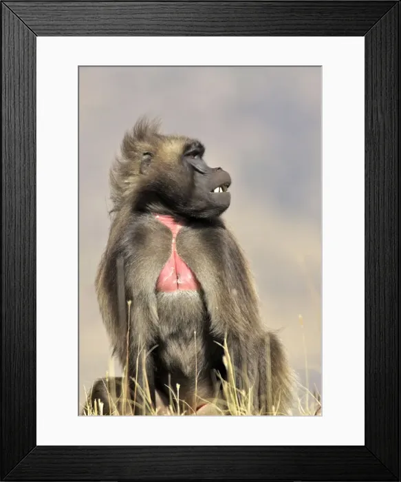 Framed Print : Gelada Baboon - sitting. Simien mountains - Ethiopia - Africa Framed Print : Gelada Baboon - sitting. Simien mountains - Ethiopia - Africa