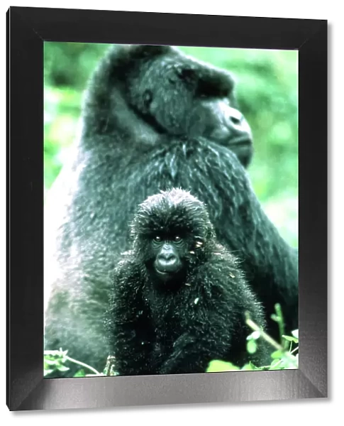MOUNTAIN GORILLA - juvenille with adult in background