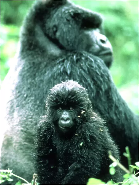 MOUNTAIN GORILLA - juvenille with adult in background