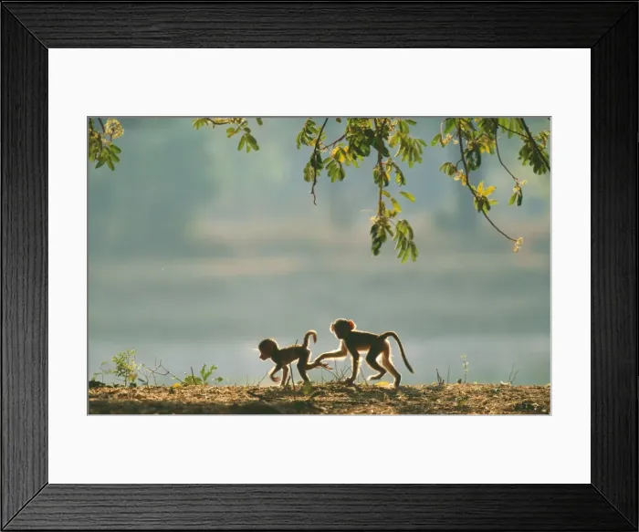 Framed Print : Yellow BABOON - two young, in the early morning Framed Print : Yellow BABOON - two young, in the early morning