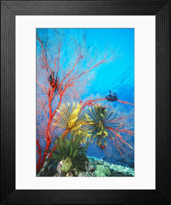 Framed Print : FEATHERSTAR / Crinoids - on a sea fan Framed Print : FEATHERSTAR / Crinoids - on a sea fan