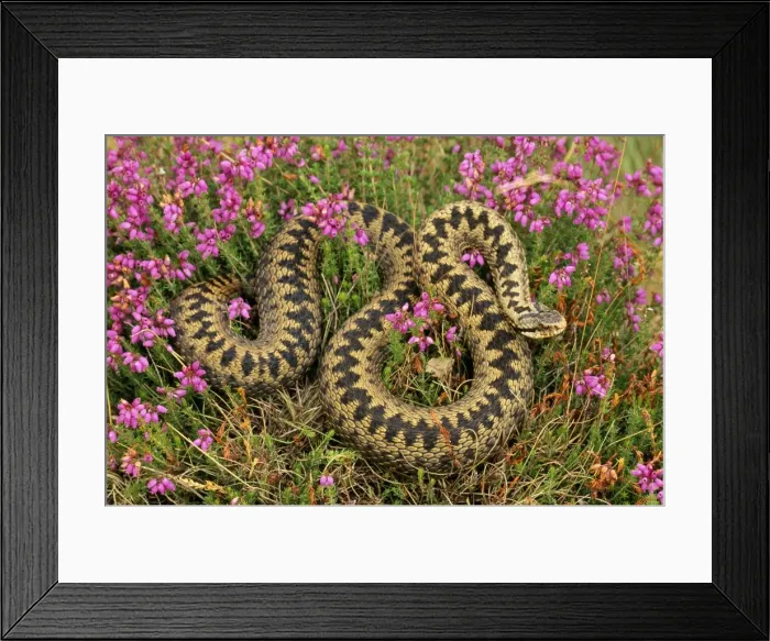 Framed Print : Adder In heather, UK Framed Print : Adder In heather, UK