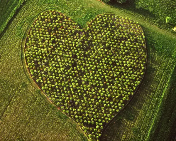 England - Aerial view, Heart Orchard, near Huish Hill Earthwork, Oare, Wiltshire