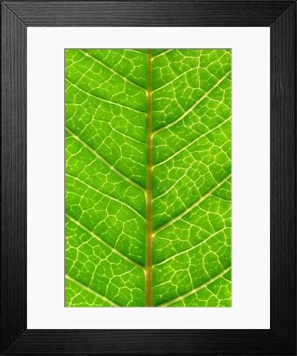 Framed Print : Close up of Leaf, showing veins Framed Print : Close up of Leaf, showing veins