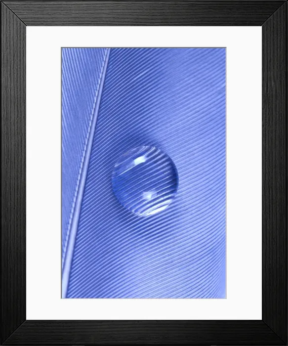 Framed Print : Water Drop on Blue Feather Framed Print : Water Drop on Blue Feather