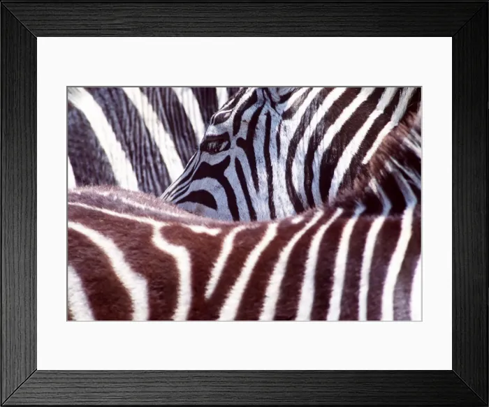 Framed Print : Burchell's / Common / Plains ZEBRA - close-up of coat Framed Print : Burchell's / Common / Plains ZEBRA - close-up of coat