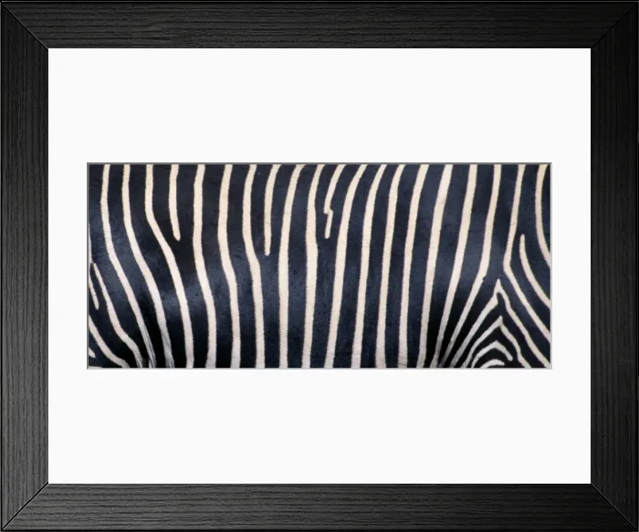 Framed Print : Grevy's Zebra - Close up of stripes. Samburu National Park, Kenya, Africa Framed Print : Grevy's Zebra - Close up of stripes. Samburu National Park, Kenya, Africa