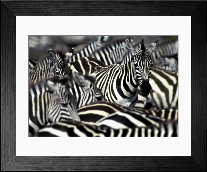 Framed Print : Burchell's / Common / Plains Zebra - Group together Maasai Mara, Africa Framed Print : Burchell's / Common / Plains Zebra - Group together Maasai Mara, Africa