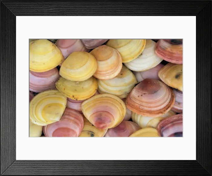 Framed Print : Baltic Telllin shells - carpet North sea, Belgium Framed Print : Baltic Telllin shells - carpet North sea, Belgium
