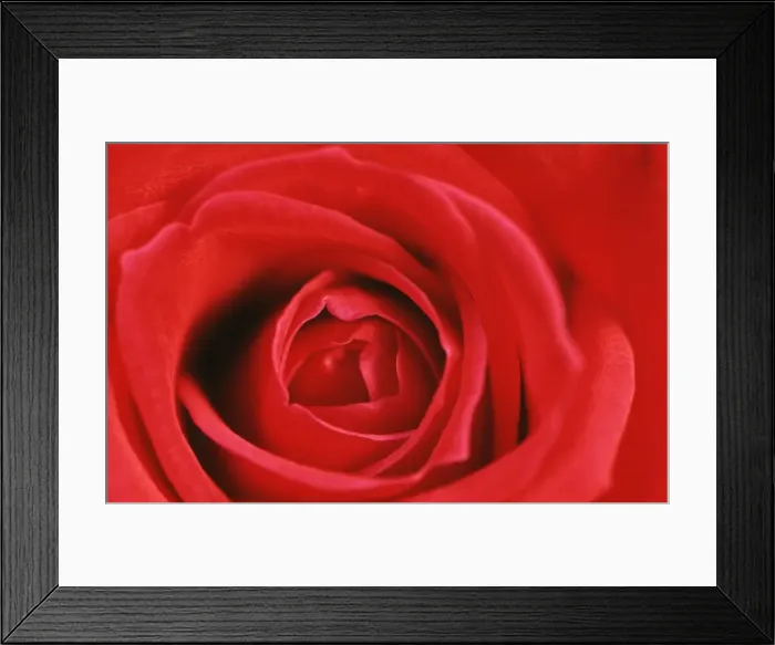 Framed Print : Heart of a Red Rose Framed Print : Heart of a Red Rose