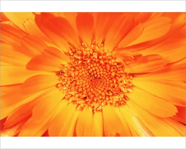 Marigold - Flower in close up