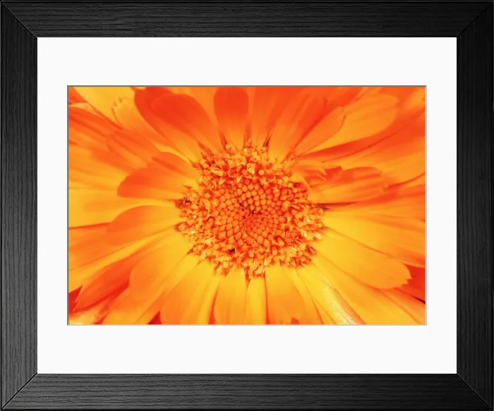 Framed Print : Marigold - Flower in close up Framed Print : Marigold - Flower in close up