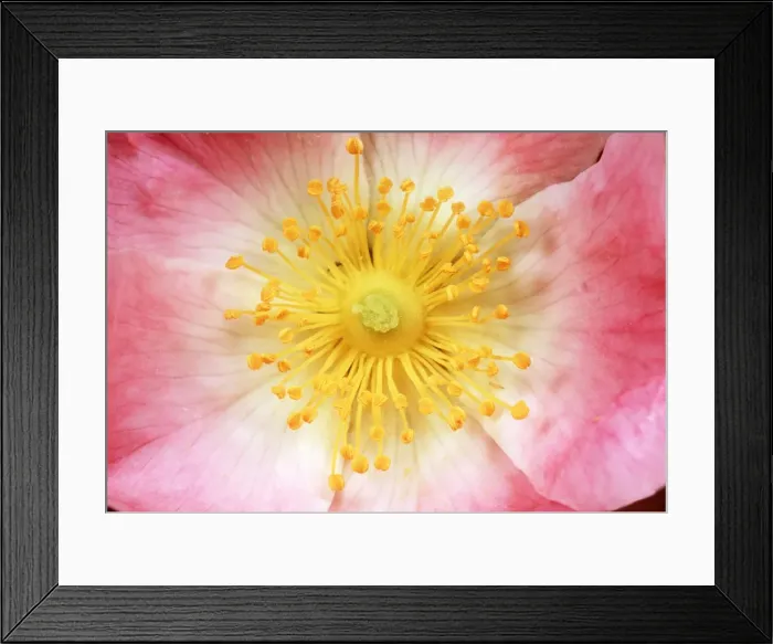 Framed Print : WILD ROSE - close-up centre of flower Framed Print : WILD ROSE - close-up centre of flower