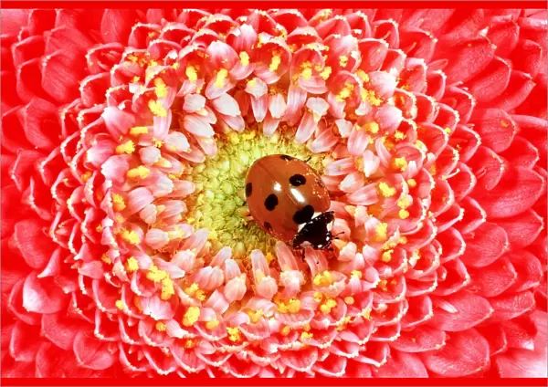 7-SPOT LADYBIRD - On Pink Flower
