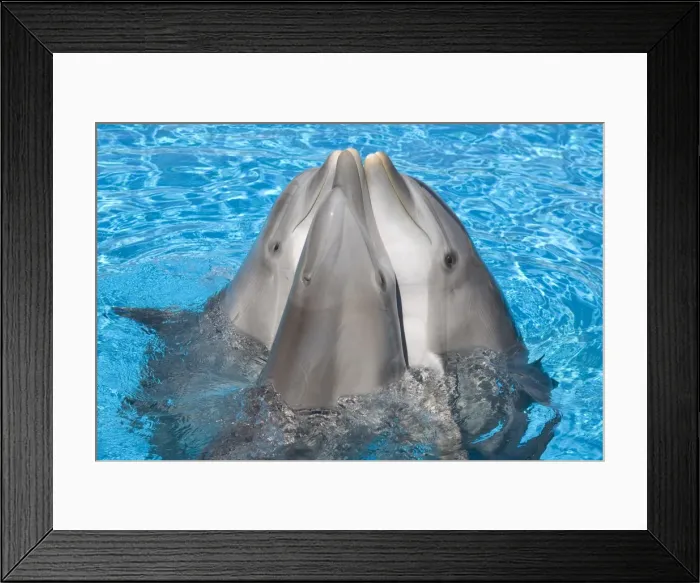 Framed Print : Bottlenose dolphins - 3 together with noses out of the water Framed Print : Bottlenose dolphins - 3 together with noses out of the water