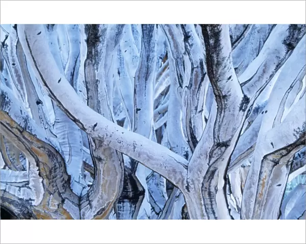 Kokerboom  /  Quiver  /  Aloe Tree - close-up of stems