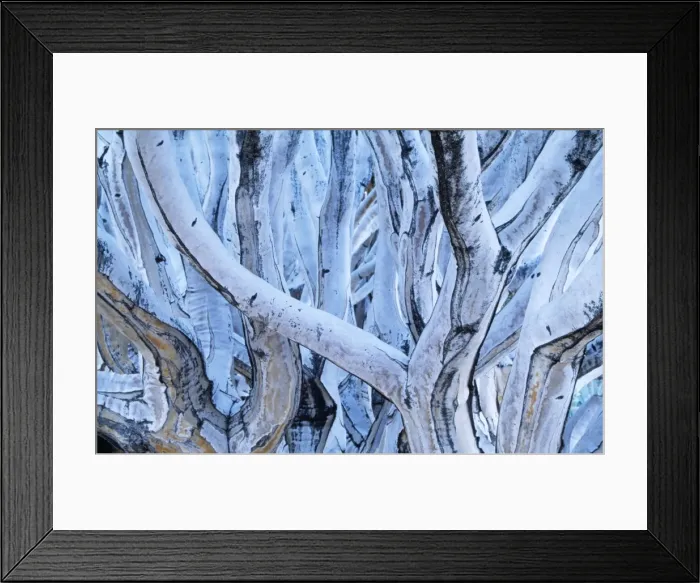 Framed Print : Kokerboom / Quiver / Aloe Tree - close-up of stems Framed Print : Kokerboom / Quiver / Aloe Tree - close-up of stems