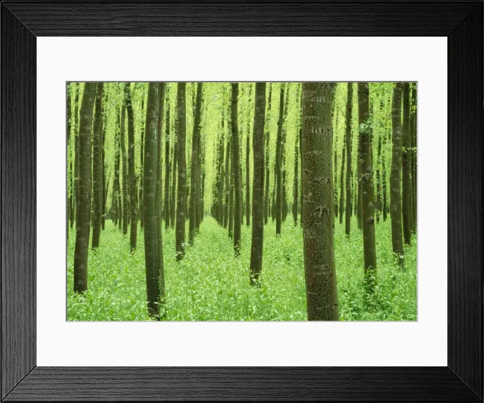 Framed Print : Poplar Tree - cultiveted. in evening light. province of Granada, Andalusia, Spain Framed Print : Poplar Tree - cultiveted. in evening light. province of Granada, Andalusia, Spain