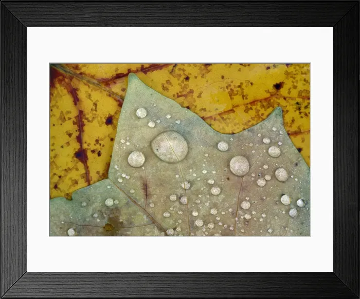 Framed Print : Autumn Leaves - with dewdrops Lower Saxony, Germany Framed Print : Autumn Leaves - with dewdrops Lower Saxony, Germany