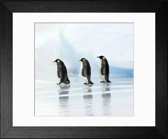 Framed Print : Emperor Penguin - three adults walking across ice. Snow hill island, Antarctica Framed Print : Emperor Penguin - three adults walking across ice. Snow hill island, Antarctica