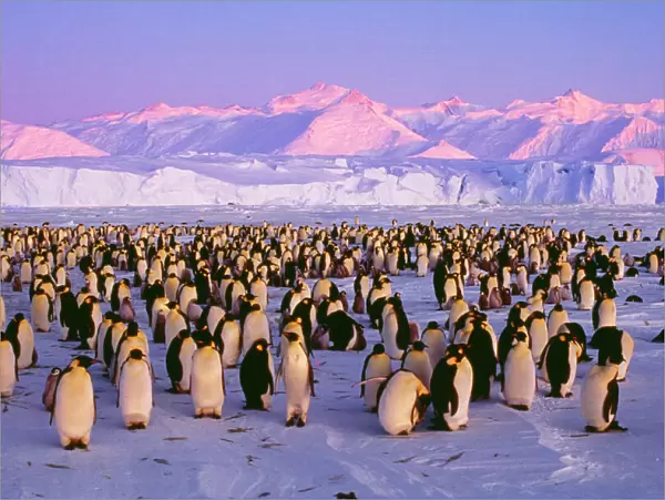 Emperor Penguins - colony on ice in twilight Antarctic