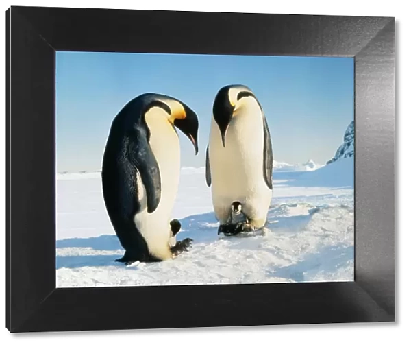 Emperor Penguin - Family in snow