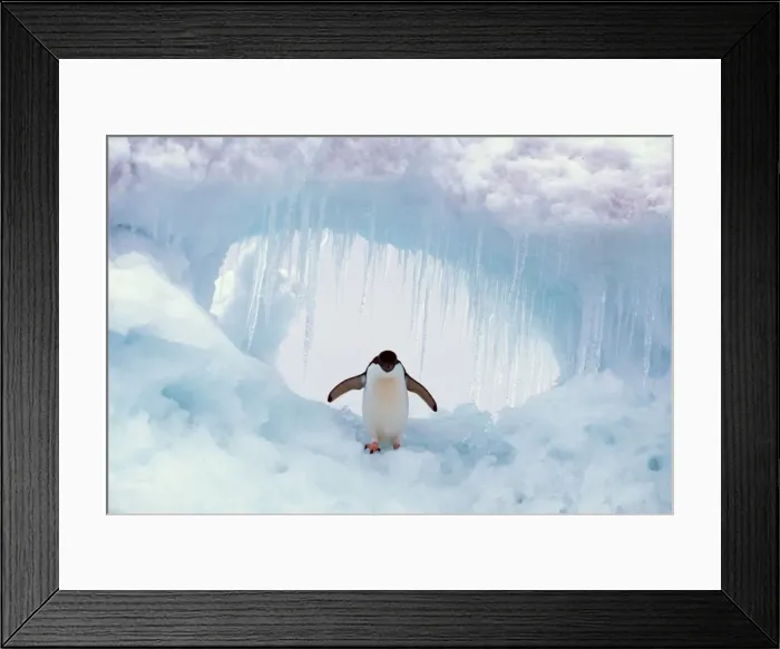 Framed Print : ADELIE PENGUIN - standing on ice, wings spread Framed Print : ADELIE PENGUIN - standing on ice, wings spread
