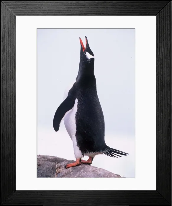 Framed Print : GENTOO PENGUIN - calling Framed Print : GENTOO PENGUIN - calling