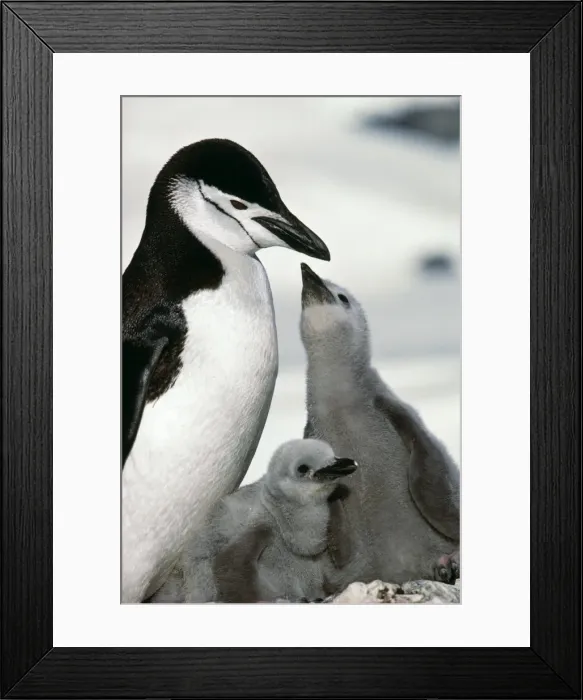 Framed Print : Chinstrap Penguin Adult & 2 chicks 1 begging. Paradise Bay, Antarctic Peninsula Framed Print : Chinstrap Penguin Adult & 2 chicks 1 begging. Paradise Bay, Antarctic Peninsula