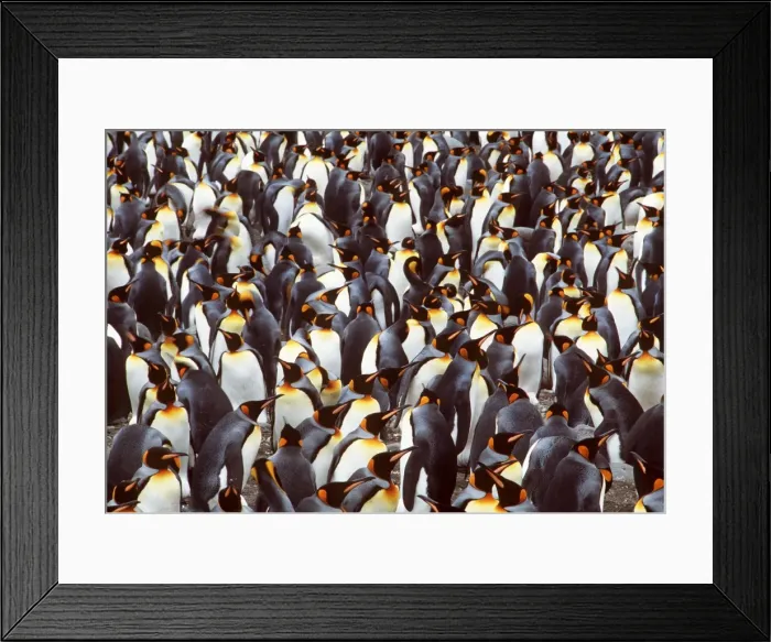 Framed Print : KING PENGUIN - Colony Framed Print : KING PENGUIN - Colony