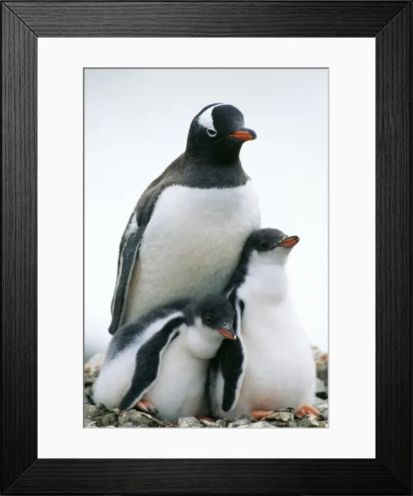 Framed Print : Gentoo Penguin Antarctic Peninsula Framed Print : Gentoo Penguin Antarctic Peninsula