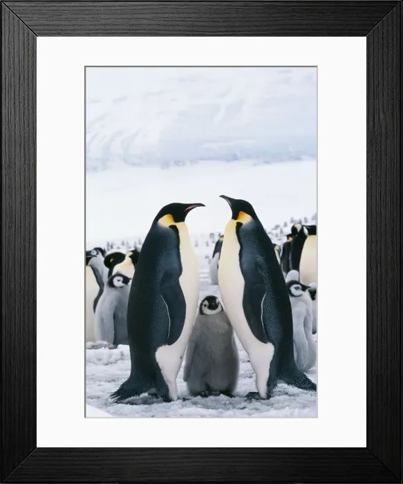 Framed Print : Emperor Penguin With chick Framed Print : Emperor Penguin With chick