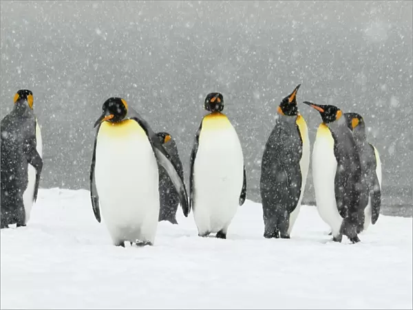 King Penguins in blizzard - South Georgia - St. Andrews Bay - Antarctica