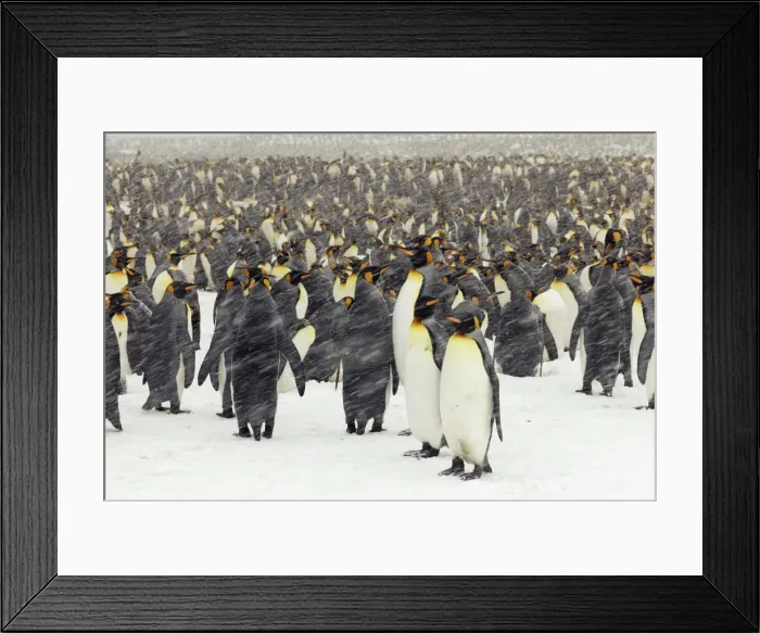 Framed Print : Pinguin. SM-1834. King Penguins in blizzard Framed Print : Pinguin. SM-1834. King Penguins in blizzard