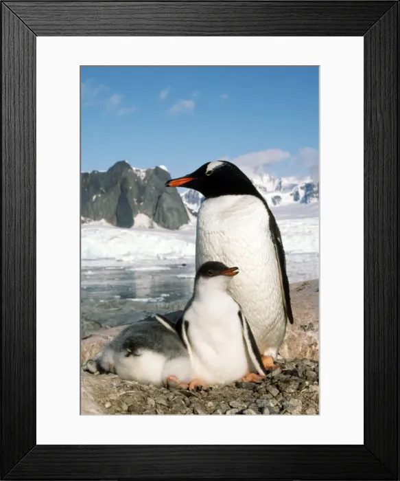 Framed Print : Gentoo Penguin - with young Petersville Island, Antarctica
