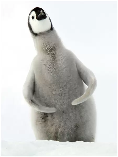 Emperor Penguin - Young. Snow hill island Antarctica