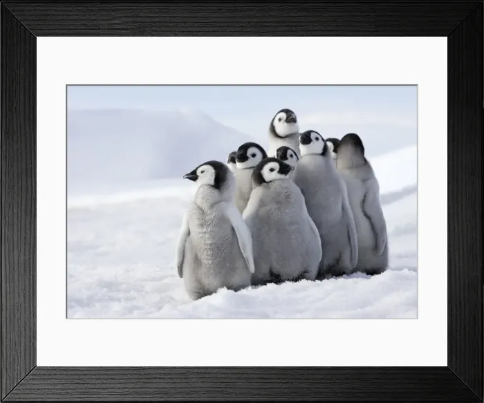 Framed Print : Emperor Penguin - group of chicks. Snow hill island - Antarctica Framed Print : Emperor Penguin - group of chicks. Snow hill island - Antarctica